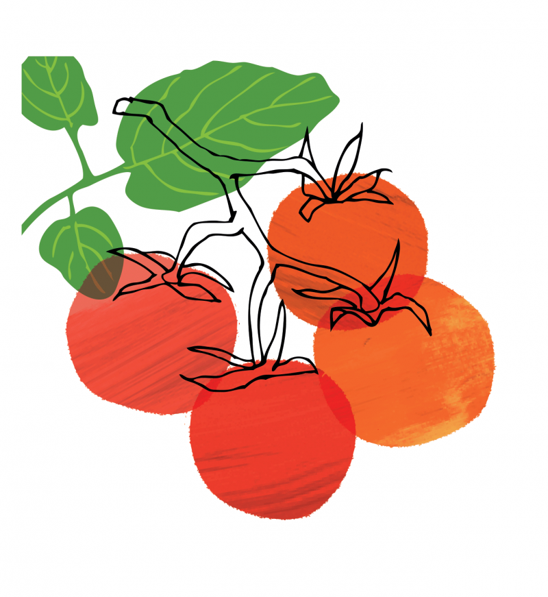 Illustrasjon tomat